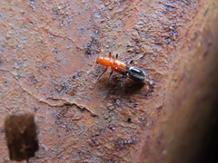 Tarsostenodes leucogramma