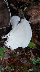 Trametes menziesii