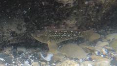 Notolabrus gymnogenis