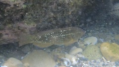 Notolabrus gymnogenis