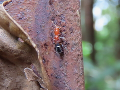Tarsostenodes leucogramma