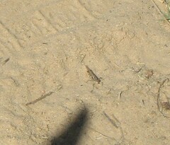 Acrotylus