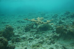 Acropora palmata