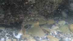 Notolabrus gymnogenis