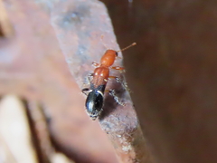 Tarsostenodes leucogramma