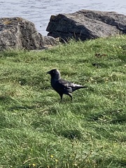 Corvus monedula spermologus