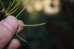 Haplopteris sikkimensis