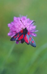 Zygaena lonicerae