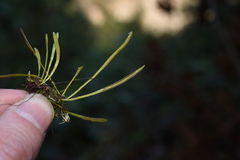 Haplopteris sikkimensis