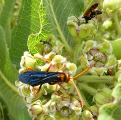 Hemipepsis tamisieri