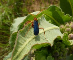 Hemipepsis tamisieri