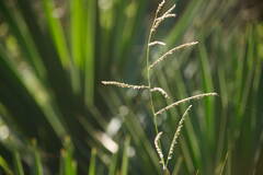 Urochloa mutica
