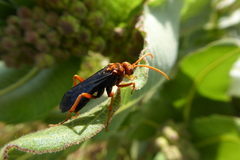 Hemipepsis tamisieri