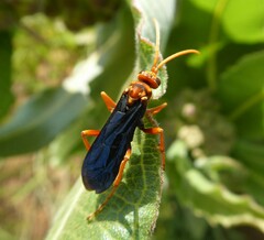 Hemipepsis tamisieri