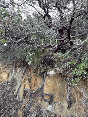 Arctostaphylos montereyensis