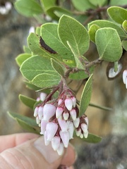 Arctostaphylos montereyensis