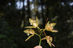 Coelogyne fuscescens