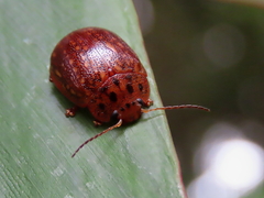 Paropsisterna cernua