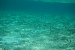 Canthidermis sufflamen