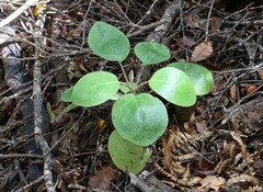 Brachyglottis rotundifolia