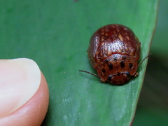 Paropsisterna cernua