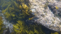 Atypichthys strigatus