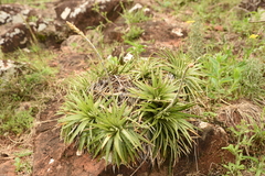 Dyckia