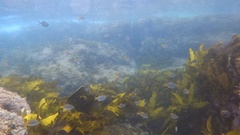 Atypichthys strigatus