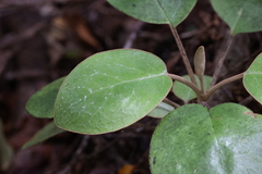 Brachyglottis rotundifolia