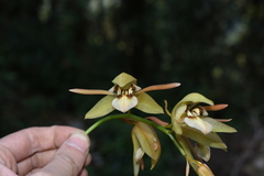 Coelogyne fuscescens
