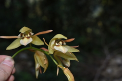 Coelogyne fuscescens
