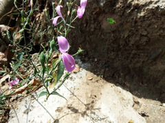 Hypoestes cumingiana
