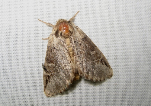 Drymonia obliterata