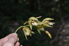 Coelogyne fuscescens