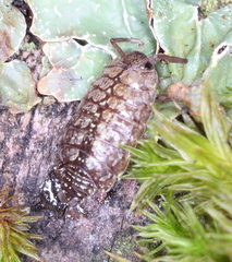 Philoscia affinis