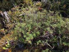 Rhododendron groenlandicum
