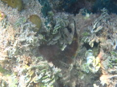 Canthigaster rostrata