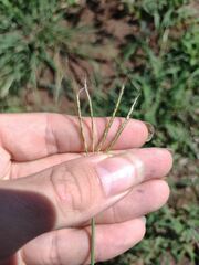 Bothriochloa pertusa