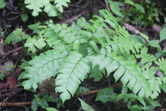 Adiantum trapeziforme