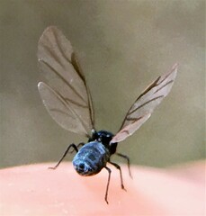 Tetraneura