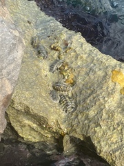 Acanthopleura granulata