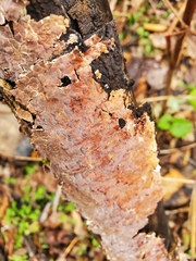 Peniophora incarnata