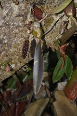 Bulbophyllum careyanum