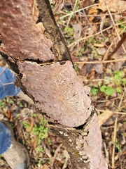 Peniophora incarnata