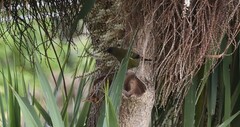 Anthornis melanura