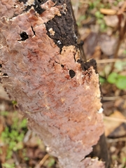 Peniophora incarnata