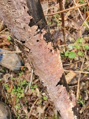 Peniophora incarnata