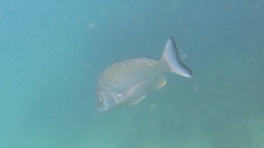 Acanthopagrus australis