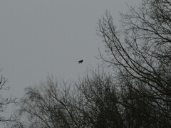 Accipiter nisus