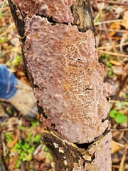 Peniophora incarnata